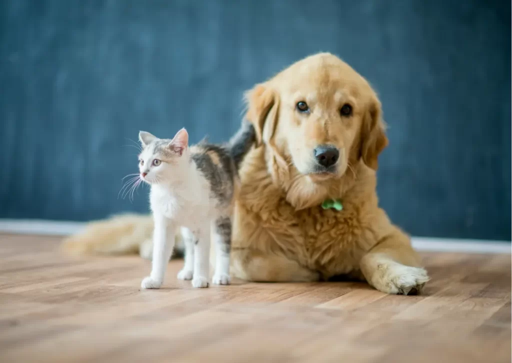 Are Prado do Golf and Prado Villas Pet Friendly? cat & dog in pet-friendy resort Prado do Golf & Prado Villas